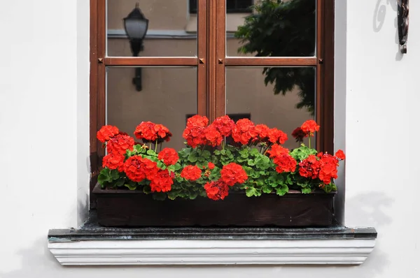 Czerwony geranium kwitnący na oknie — Zdjęcie stockowe