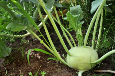 Lahana alabaşlar yere