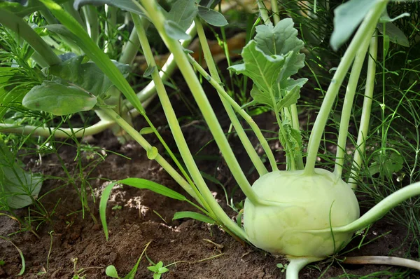 Lahana alabaşlar yere