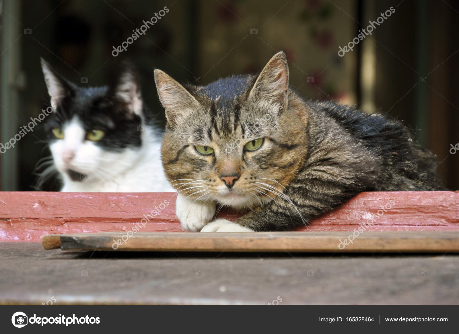 Portrait De Chat Gris Photographie Struvictory 165828464