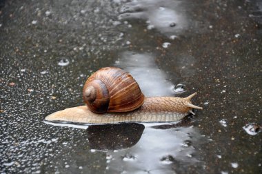 Su birikintisi sürünerek salyangoz