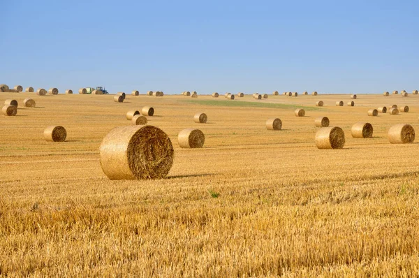 Сельскохозяйственное поле с большим количеством круглых стогов сена — стоковое фото