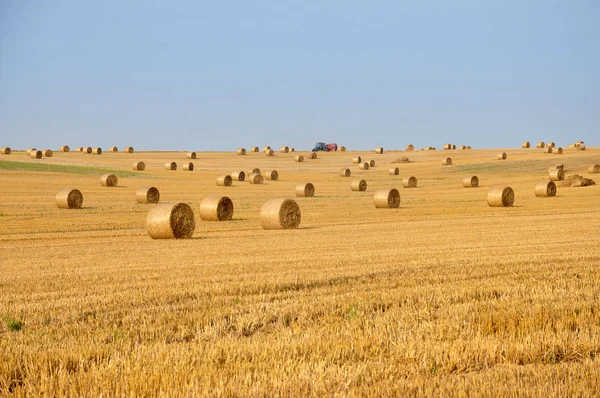 Agricultural field with a lot of round haystacks — Stock Photo, Image