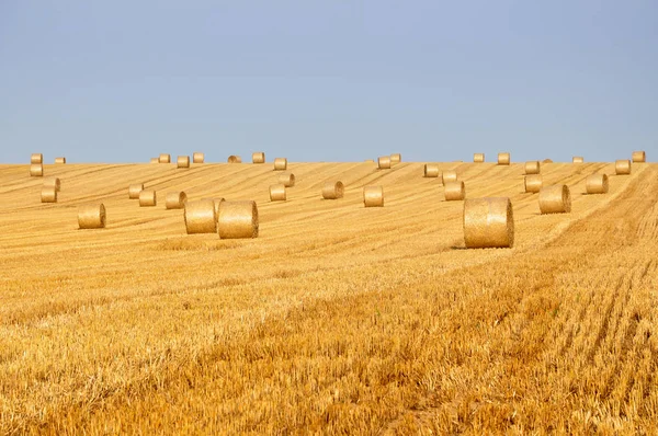 Agricultural field with a lot of round haystacks — Stock Photo, Image