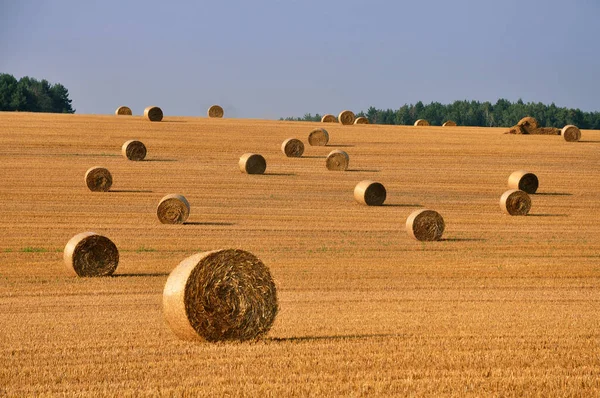 Сельскохозяйственное поле с большим количеством круглых стогов сена — стоковое фото