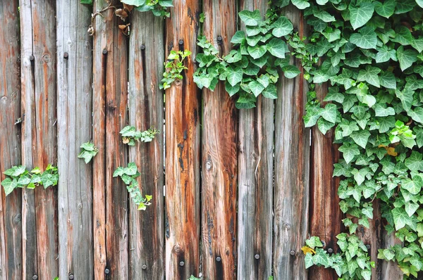 Holzstruktur mit grünem Efeu — Stockfoto