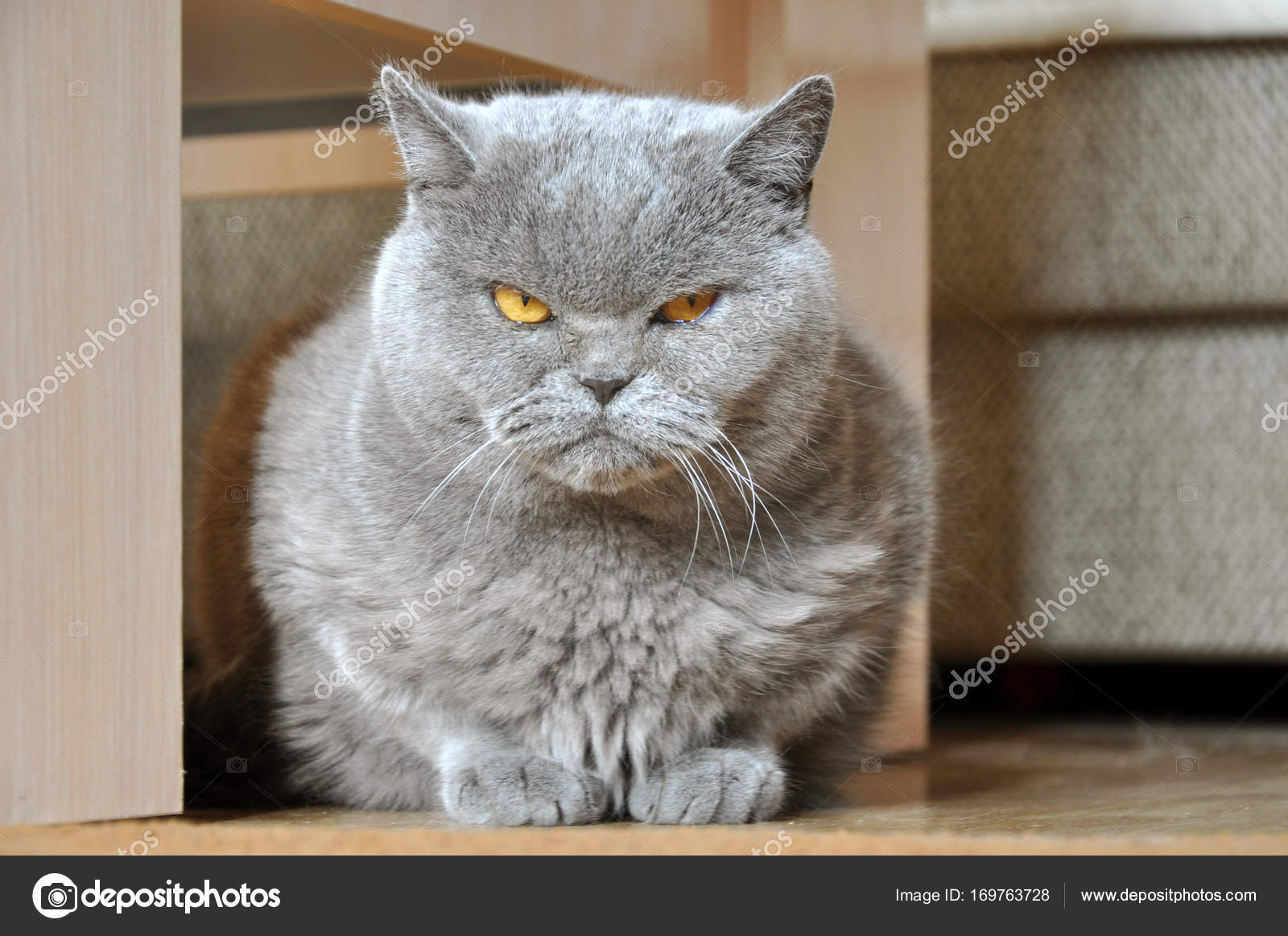 Gatto Arrabbiato Di Blue British Shorthair Foto Stock