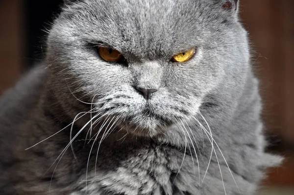 Irritado britânico Shorthair azul gato — Fotografia de Stock
