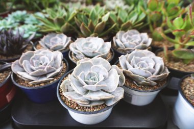 Tencere Echeveria çiçekler