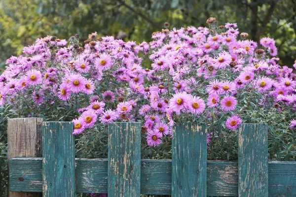 Růžové květy blízkosti dřevěného plotu — Stock fotografie