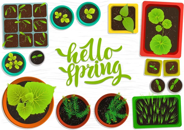 Vektör Bahçe Bitkileri düz fidan Beyaz ahşap yüzeye renkli kaplarda ayarlayın. Üstten Görünüm. Web şablonu, tarım deposu, adv. el yazılı yeşil harflerle ' Merhaba bahar