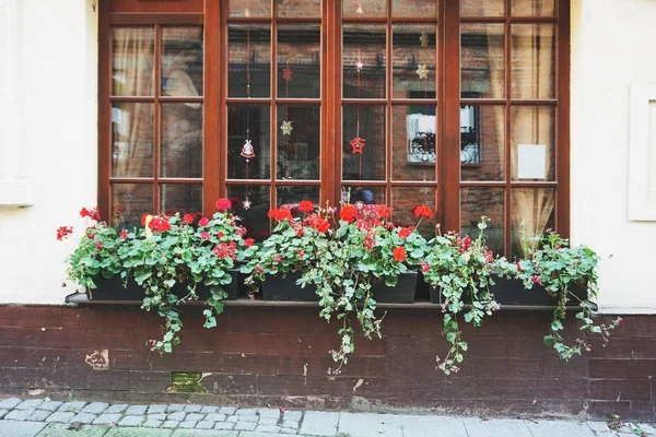 Široké Okno Dřevěným Rámem Zdobené Rostoucí Červené Pelargónie Mimo — Stock fotografie