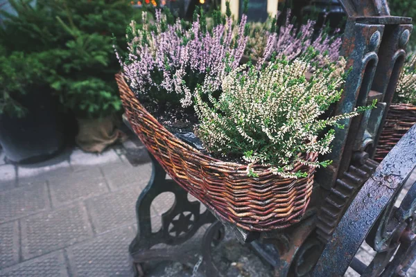 Cesta Vime Com Flores Urze Close Rua — Fotografia de Stock