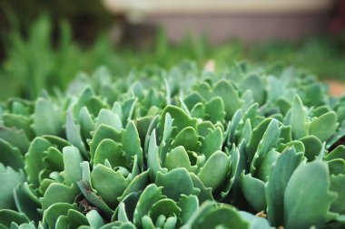 Yeşil bahçedeki yakın filizlenir. Seçici odak.