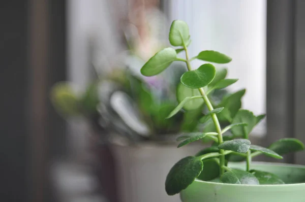 Yeşil Pot Closeup Bitki Aranjmani Seçici Odak — Stok fotoğraf