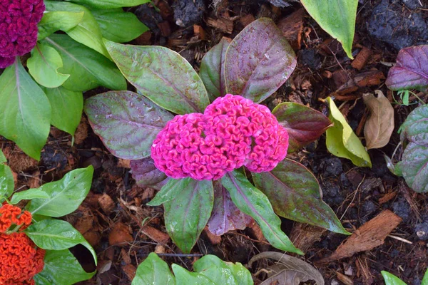 Chinese Wool flower