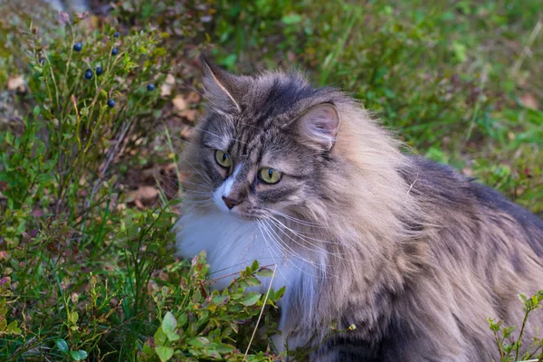 노르웨이 숲 고양이 — 스톡 사진