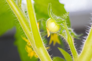 İlkbaharda filizlenir domates bitki