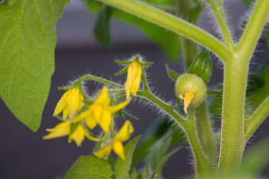 İlkbaharda filizlenir domates bitki