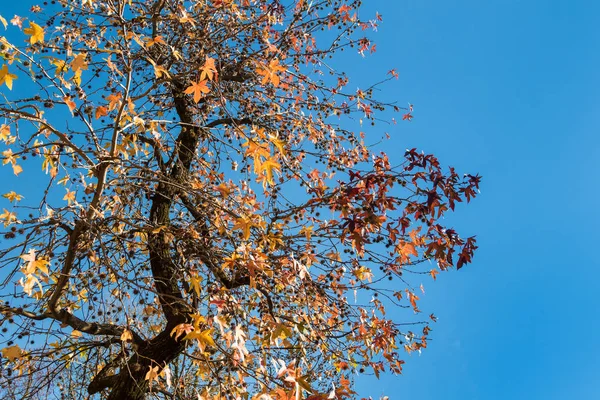 Mavi gökyüzüne karşı Liquidambar sonbahar yaprakları