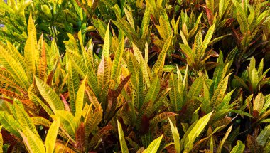 Yaprak doku. Yaprak doku arka plan