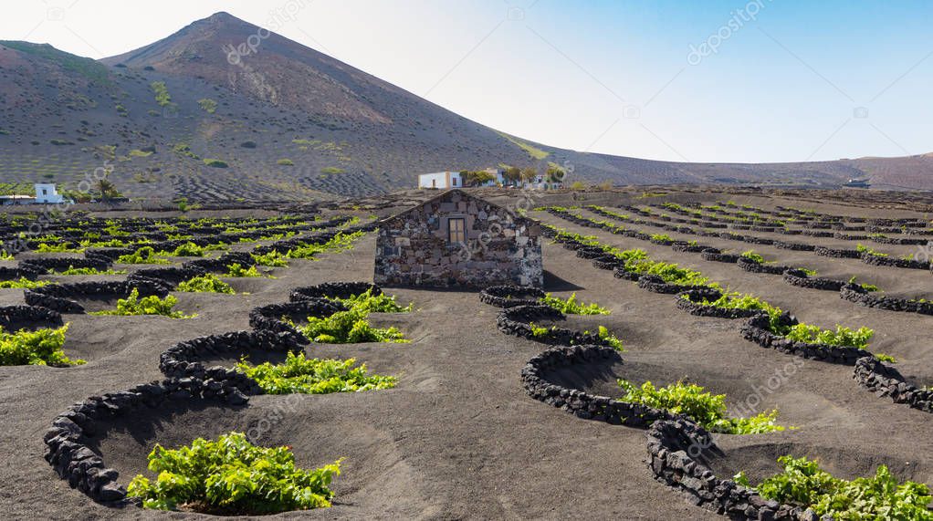 Lanzarote La Geria vineyard on black volcanic soil in Canary Isl