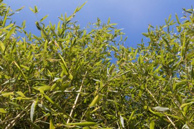 Taze canlı yeşil bambu ile mavi gökyüzü arka plan IMAG bırakır.