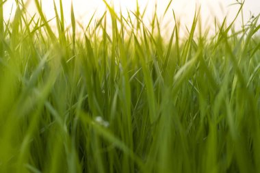 Taze ot - tarih seçici odak gündoğumu