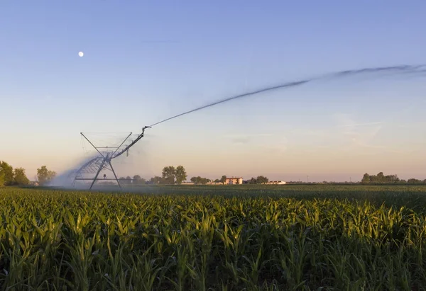 Gün batımında Mısır alan sulama tarımsal sulama sistemi