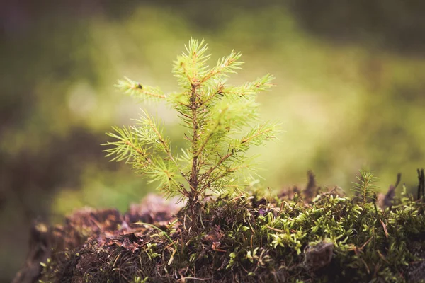 Fir Tree Sprout New Life Concept — Stock Photo, Image