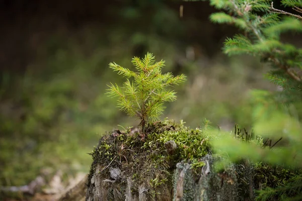 Fir Träd Grodd Nytt Livskoncept — Stockfoto