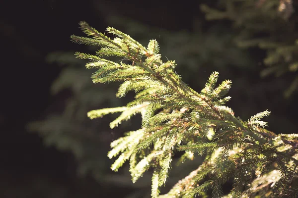 Fir Tree Green Branch Autumn — Stock Photo, Image