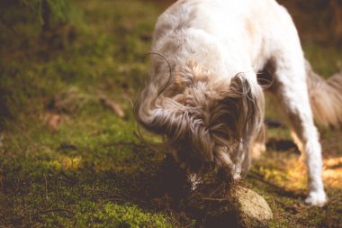 Mutlu köpek ormanda kayayla oynuyor. 