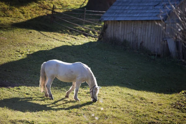 Cavalo Branco Prado Verde — Fotografia de Stock