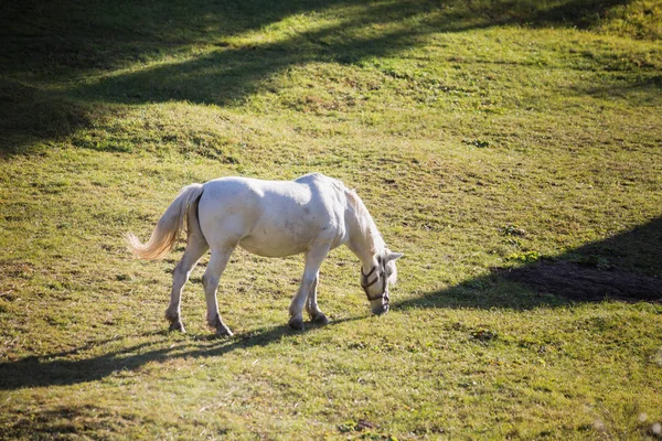 緑の草原の白い馬 — ストック写真