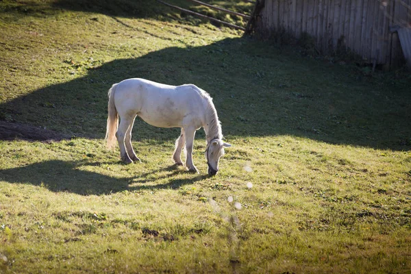 緑の草原の白い馬 — ストック写真