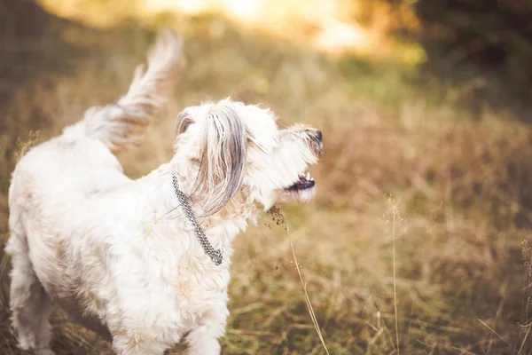 Happy Dog Playing Autumn Meadow — ストック写真