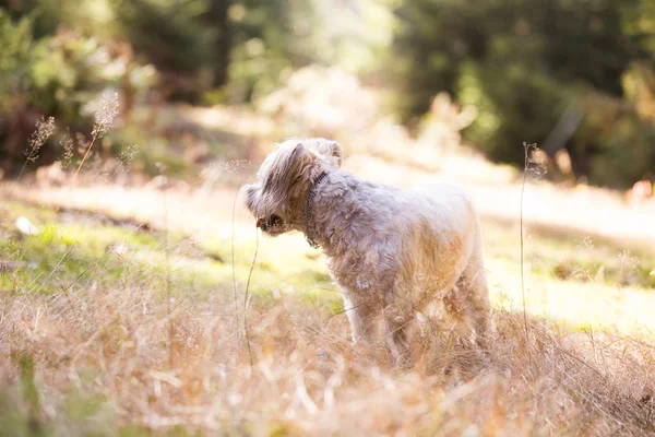 快乐的狗在秋天的草地上玩耍 — 图库照片