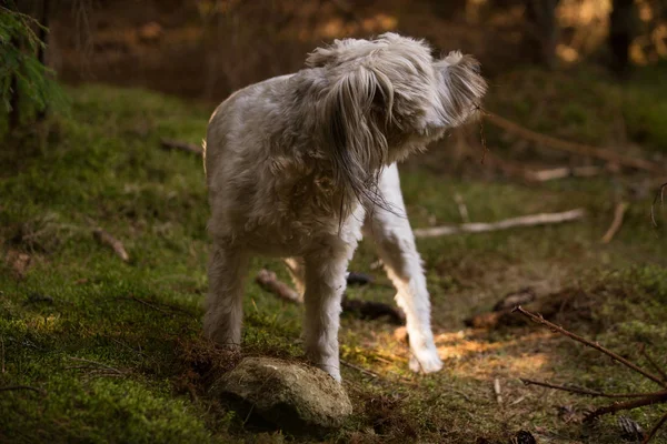 快乐的狗在森林里玩摇滚 — 图库照片