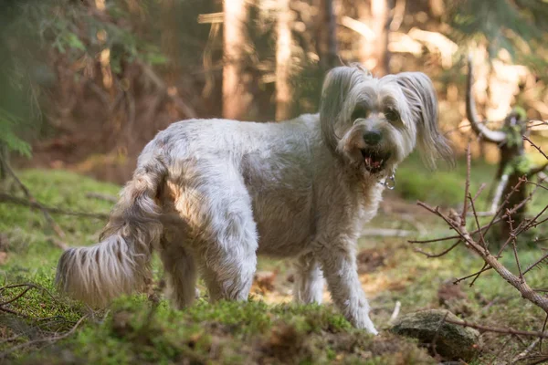 Mutlu Köpek Ormanda Kayayla Oynuyor — Stok fotoğraf