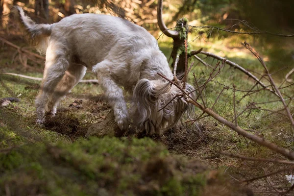 Щасливий Собака Грає Камінням Лісі — стокове фото