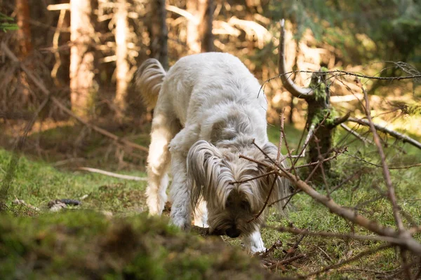 Happy Dog Playing Rock Forest — ストック写真