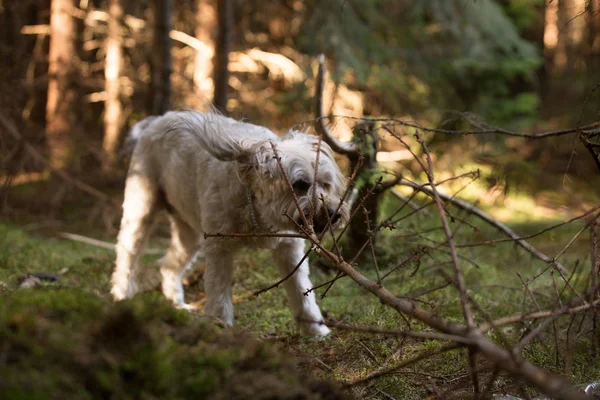 森で遊ぶ犬 — ストック写真