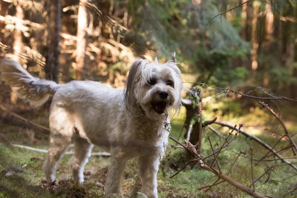 Ormanda Oynayan Köpek — Stok fotoğraf