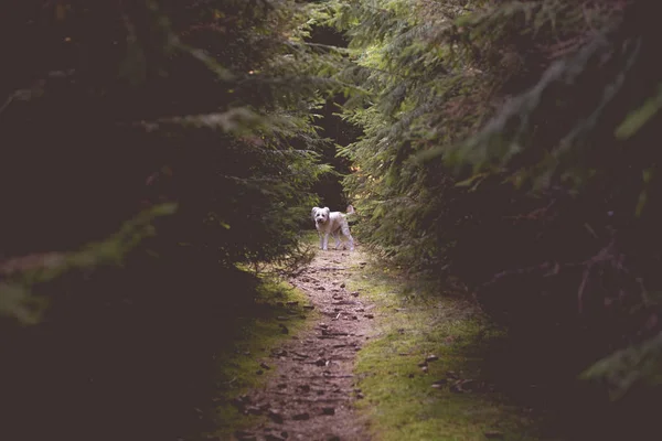 Hond Spelen Het Forest — Stockfoto