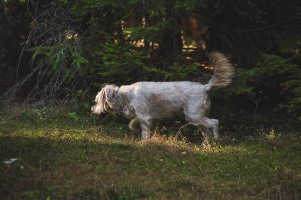 Chien Jouant Dans Forêt — Photo