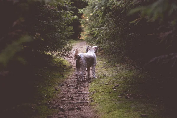 Hund Spielt Wald — Stockfoto