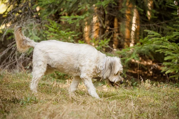 Pies Gra Lesie — Zdjęcie stockowe