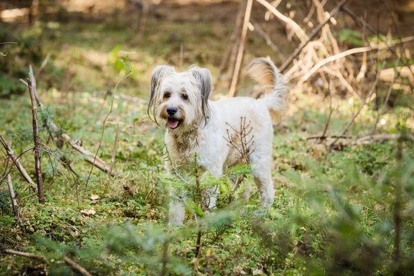 Hond Spelen Het Forest — Stockfoto