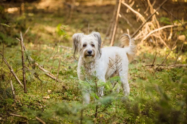 Ormanda Oynayan Köpek — Stok fotoğraf